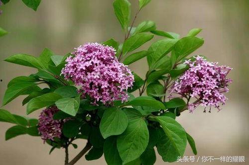 丁香九九在线视频