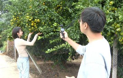 柑橘直播在线视频播放,带你领略田园风光与美味果实