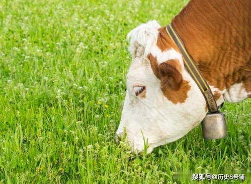 老牛舔嫩在线视频